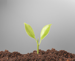 Flowers growing