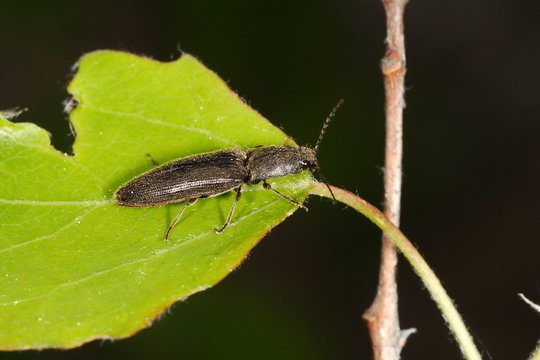 Agriotes pilosellus