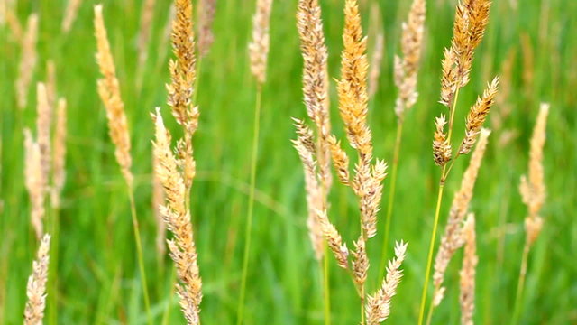 Reed Canary Grass (Phalaris arundinacea)