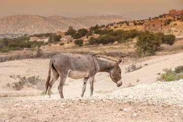 Brown donkey