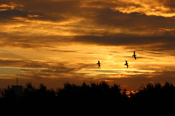 Dawn, like a painted sky