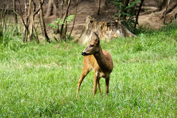 Young deer