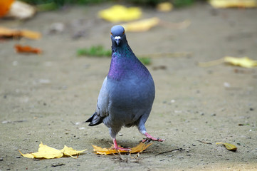 Portrait of a pigeon.