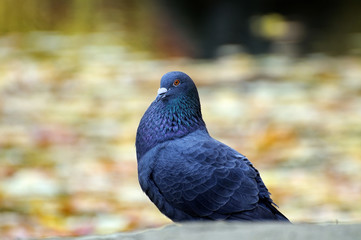 Portrait of a pigeon.