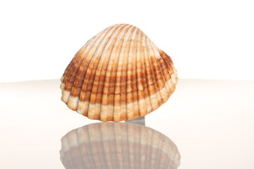 Sea shell on white background