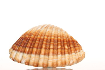 Sea shell on white background