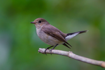 Close up of Red-throated Flycatcher (Ficedula albicilla)