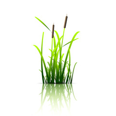 Grass green reed