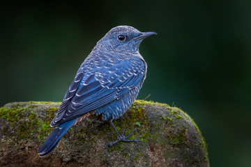 Back side of  Blue rock thrush(Monticola solitarius)