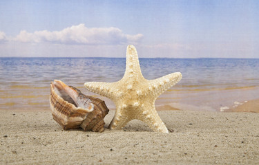 Fototapeta na wymiar Starfish and seashells
