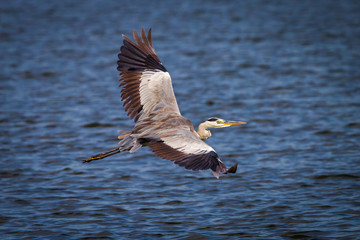 Open full wings of Grey heron(Ardea cinerea) is flying