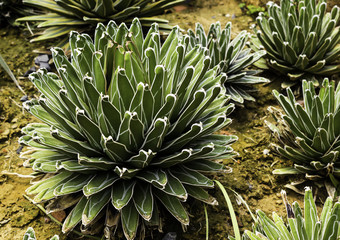 Obraz premium Agave victoriae-reginae