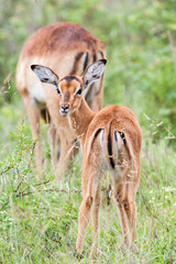 A wild baby Impala antelope feeding on wet grass in the rain