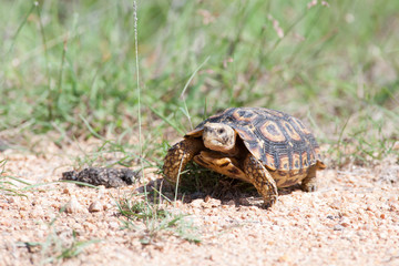 A close up of a wild baby Leopard Tortoise