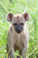 Obraz premium A wild baby Spotted Hyena standing next to its den