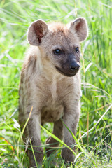 Obraz premium A wild baby Spotted Hyena standing next to its den