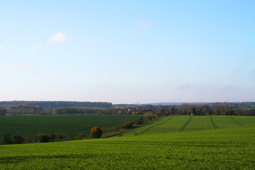 Thüringen - Feld im Herbst, erstes Wintergetreide wächst auf den Feldern, zartes Grün