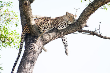 Een grote wilde luipaard rustend in een hoge Marula-boom