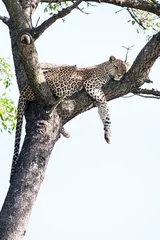 Poster Een grote wilde luipaard rustend in een grote Marula-boom © Chad Wright