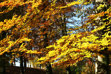 Fototapeta premium Buchenzweig - Laubfärbung im Herbst, Laubbäume mit bunten Blättern, Wald in Mitteldeutschland, Foto, Hintergrund