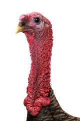 Turkey © fotomaster