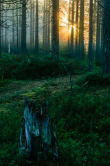 Sunrise in misty woods