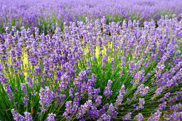 Lavender field