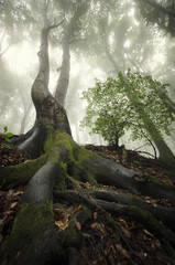 old tree with twisted roots in green forest