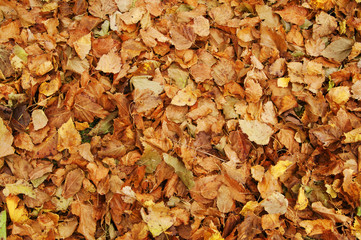 Colorful autumn leaves background