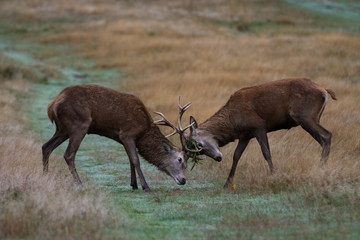 Naklejka na ściany i meble Two Red Deer Stags Fighting