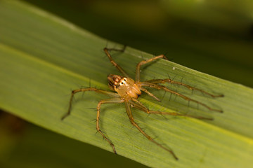 front view of a jumper spider