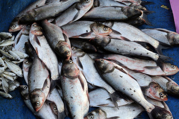 Obraz premium Fish market in Kumrokhali, West Bengal, India