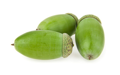 acorns
