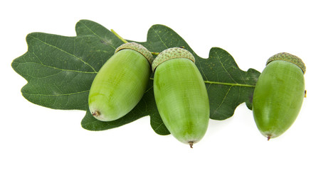acorns