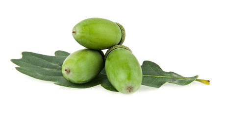 acorns