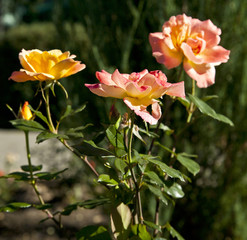 Bush of yellow roses