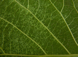 texture of a green leaf as background