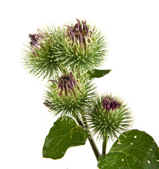 Inflorescence of Greater Burdock