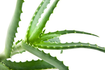 aloe