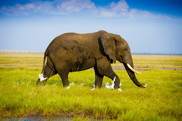 Elephants in Amboseli Kenia