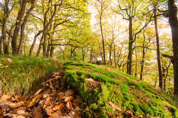 Einladung zum Träumen: Pfälzer Wald im Herbst :)