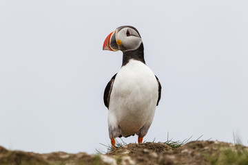 Papageitaucher (Fratercula arctica), Farne Islands, Northumberla