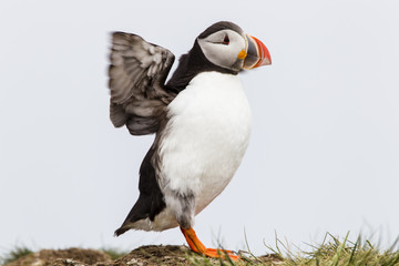 Papageitaucher (Fratercula arctica), Farne Islands, Northumberla