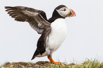 Papageitaucher (Fratercula arctica), Farne Islands, Northumberla