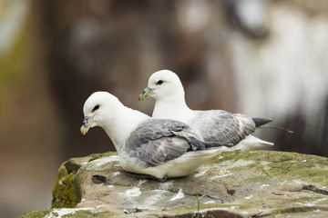 Eissturmvogel (Fulmarus glacialis), Farne Inseln,