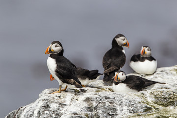 Papageitaucher (Fratercula arctica), Farne Islands, Northumberla
