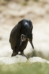 Krähenscharbe (Phalacrocorax aristotelis), Farne Inseln, Northu