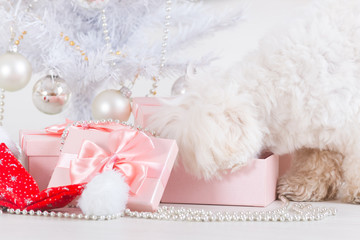 Little dog curious about his gifts