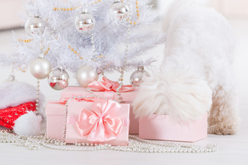 Little dog curious about his gifts