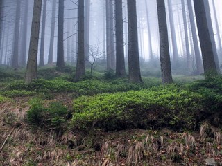 Fototapeta na wymiar Forest in a fog
